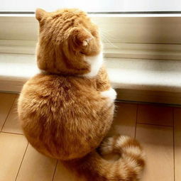 橘猫漫画头像