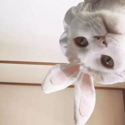  萌宠情侣头像一左一右一对两张情侣头像猫狗可爱卖萌