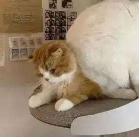 独一无二情侣头像超萌一