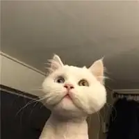 高清搞笑动物微信头像微信头像图片大全 高清搞笑动物微信头像微信头像图片大全