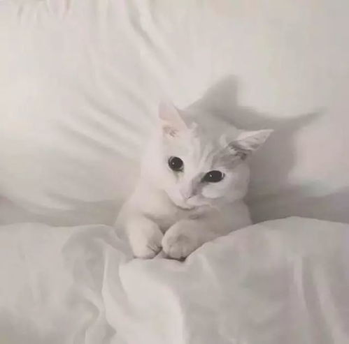  头像今日,宜吸猫