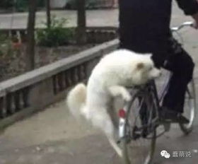  每日一蠢萌动物会生气吗会的,我看见情侣牵手