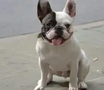  微信头像图片斗牛犬微信头像图片大全