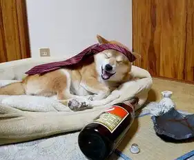  这只柴犬的笑容也太撩人了