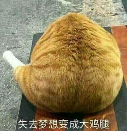  没有梦想表情包失去梦想变成烤全鸡,失去梦想变成大暖壶