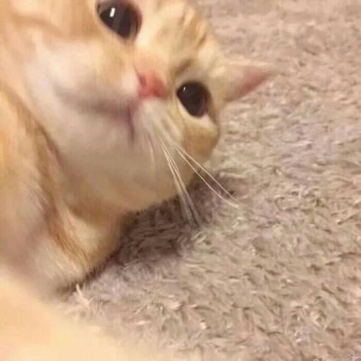  池乔爬爬可爱橘色猫猫情头自加情侣头像我要个性网
