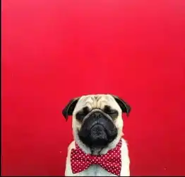  狗狗头像