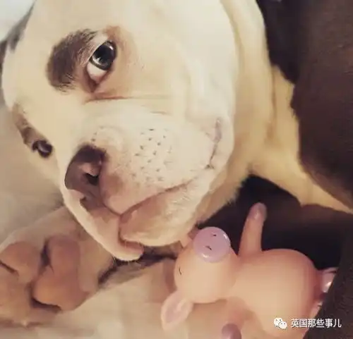 高小微小长假后的你,是不是也是这样自带八字眉的汪星人,脸上的悲伤简直要溢出屏幕了