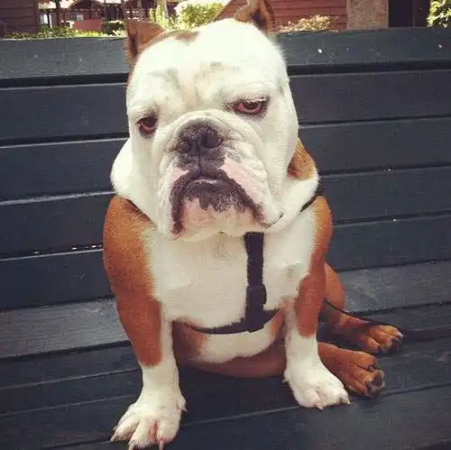 斗牛犬情侣头像万圣节