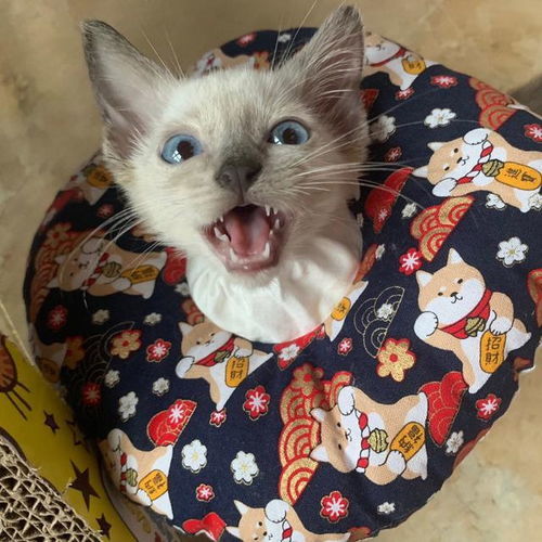 奶凶小猫呲牙头像