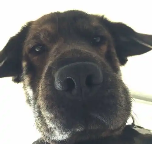 找情侣头像的另一张猫狗