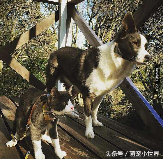 这对猫狗情侣档天生注定在一起,看到它们天天穿的情侣装萌翻了