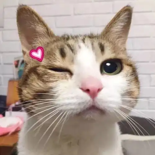 头像猫咪图片情侣头像鼠