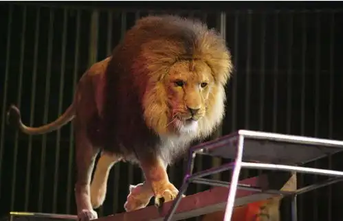 皇家大马戏登陆长江新城还能现场捞金 皇家大马戏登陆长江新城还能现场捞金