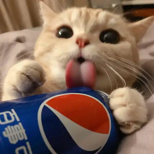  超可爱猫咪