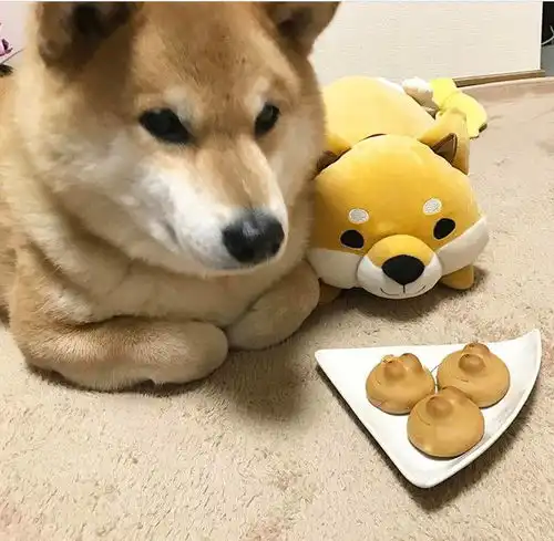  养柴犬和哈士奇的区别,10000人次都在围观