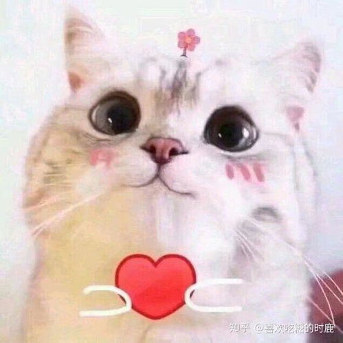  有什么带猫的适合男生用的头像