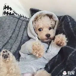  女生初次养宠物适合养什么