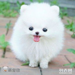  图马家堡家庭宠物寄养猫猫狗狗幸福家居陪伴模式可接送北京宠物服务