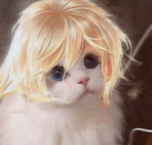 最近火的猫咪情侣头像王