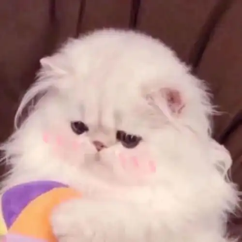 可爱情侣头像动物最后的