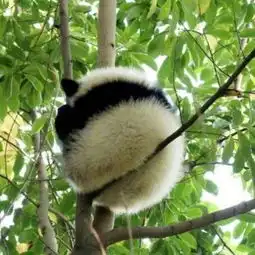  彼时末世粉丝排行榜逐浪
