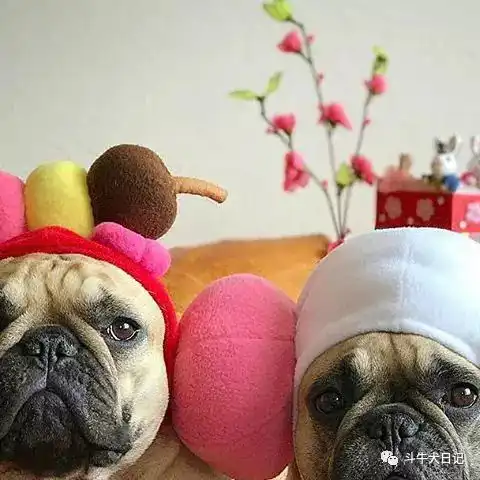  这些萌宠图片绝对是牛圈的一股清流,斗牛犬都是靠颜值吃饭宠物萌宠斗牛犬图片