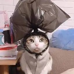 3组最近非常火的猫咪情侣头像 3组最近非常火的猫咪情侣头像