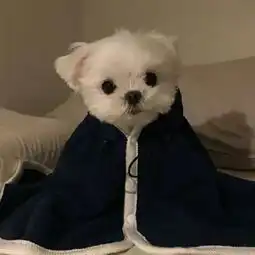  搞怪可爱动物萌宠情侣头像