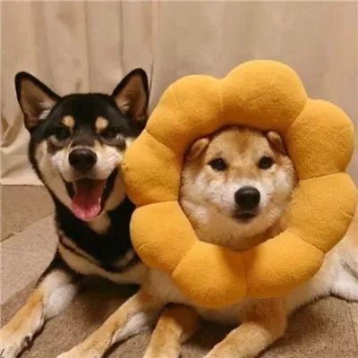 萌宠猫咪狗勾情头