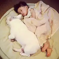  头像版一只斗牛犬和一个宝宝的幸福生活