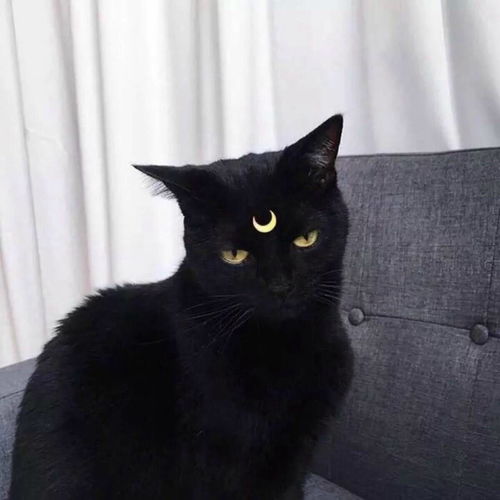 抑郁表情包头像猫咪