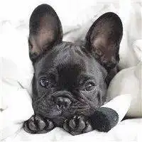  社会的狗是真的强丑萌斗牛犬头像
