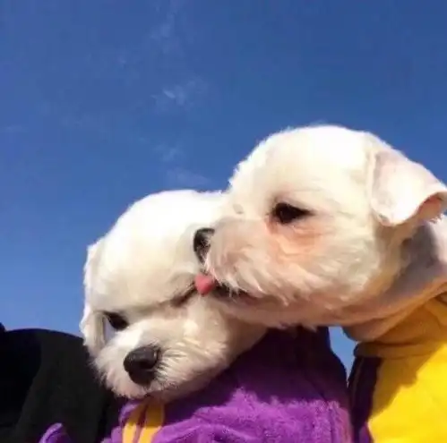  用食物训练狗却反被狗训训狗内幕了解一下