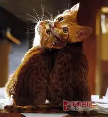 可爱情侣头像动物写真