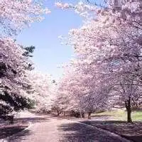  有樱花背景的头像微信头像图片大全