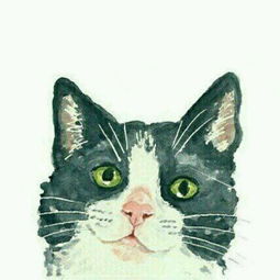 头像猫咪图片情侣头像猫