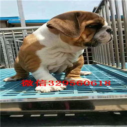  南阳哪里有卖斗牛犬的纯种白色英国斗牛犬家养英国斗牛犬斗牛犬价格