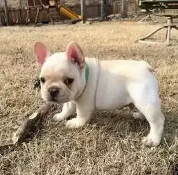 斗牛犬情侣头像浓眉哥