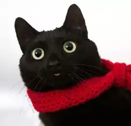 黑猫警长,就是如此漂亮 黑猫警长,就是如此漂亮