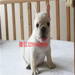 德州纯种法国斗牛犬多少钱一只卖黑色法国斗牛犬斗牛犬图片内螺丝法斗