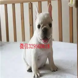  德州纯种法国斗牛犬多少钱一只卖黑色法国斗牛犬斗牛犬图片内螺丝法斗