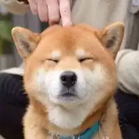  柴犬头像高清逗比头像柴犬逗比情侣头像