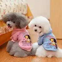  泰迪花生头图片微信头像图片大全