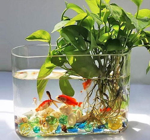  最适合北方室内养殖的六种花,你家不要来一盆吗