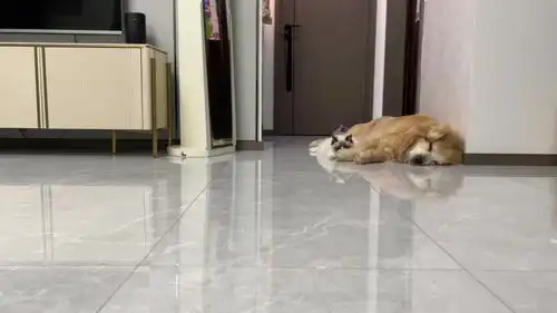 情人节特辑猫咪到底更爱男人还是更爱女人