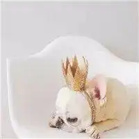  社会的狗是真的强丑萌斗牛犬头像