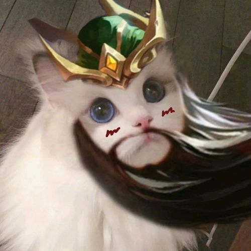  猫猫接头王者头像4