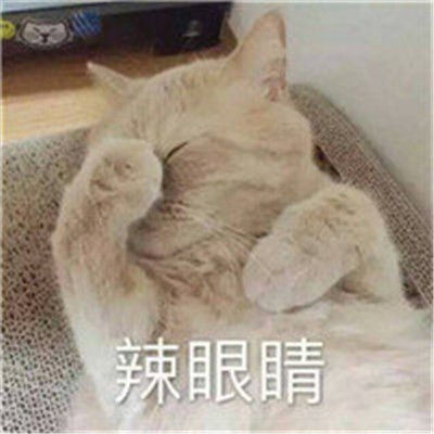  最火动物搞怪情侣头像一左一右狗狗和猫咪