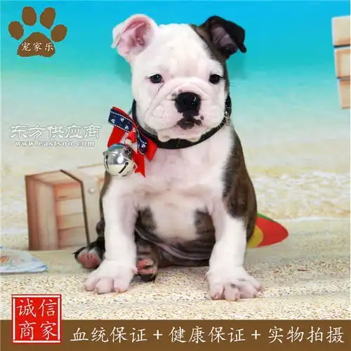  英国斗牛犬成都宠家乐英国斗牛犬特征图片